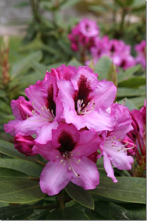 Lindas Hagedrømmer: I en herlig rhododendronverden