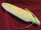 First corn ear of the year. Beautiful. First corn ear of the year. Beautiful.