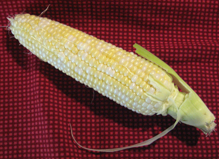 First corn ear of the year. Beautiful. First corn ear of the year. Beautiful.
