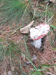 mushroom breaking thru the pine needles