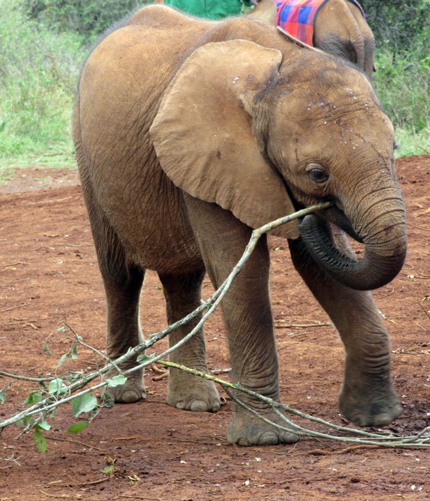 [October-30-2012-baby-elephants-63.jpg]
