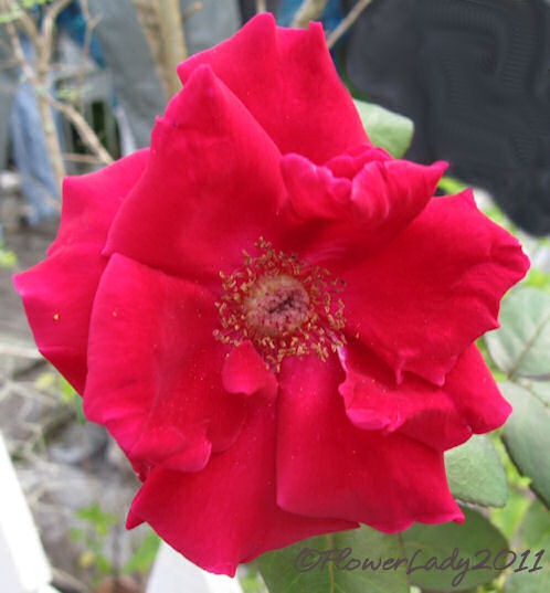 [10-25-chrys-imp%255B4%255D.jpg]