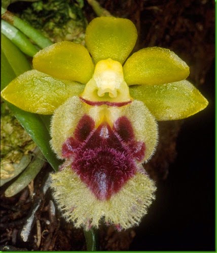 OR Gastrochilus retrocallus