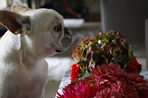 Oh! The flowers are so pretty. I bet they're the ones we saw in the cutting garden the other day.