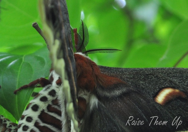 [moth%2520mamma%255B6%255D.jpg]