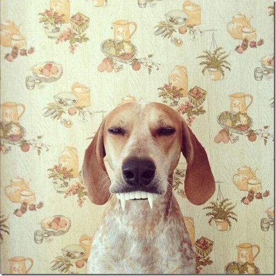 funny-animals-cute-7