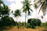 Shamba in Tanzania