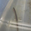 Ohio lamprey