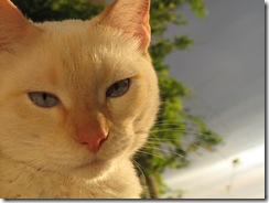 Rescue Kitty: A story of love, faith and kindness
