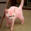 Dyed cat owners sought...Undated RSPCA handout photo of a dyed pink cat, named Pink by the Society, whose owners are being sought after she was thrown over a garden fence in Swindon on Saturday September 18. PRESS ASSOCIATION Photo. Issue date: Friday September 24, 2010. It is thought that the young adult female cat, aged one-to-two-years-old, is either a stray or has been abandoned. Photo credit should read: RSPCA/PA Wire