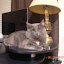 cats_reneseme_2010-05-22_01.jpg