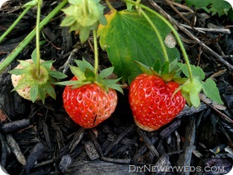 sequoia-strawberries