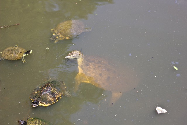 [BottleNoseTurtle%2520%25281%2520of%25201%2529%255B4%255D.jpg]