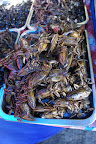 DSC00073.JPG