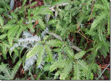 新店 文山農場 (36)