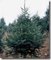 balsam fir