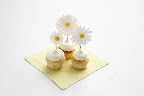 Adorable mini cupcakes from Butterfly Bakeshop with Martha Stewart Craft daisy stickers adorning the toothpicks.