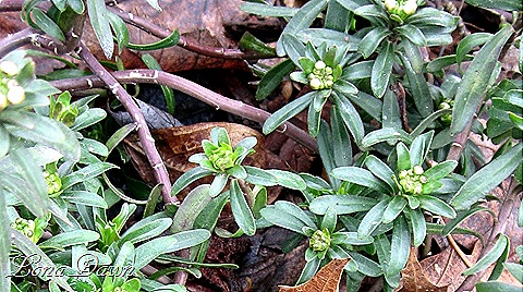 [Candytuft_Buds_March13%255B9%255D.jpg]