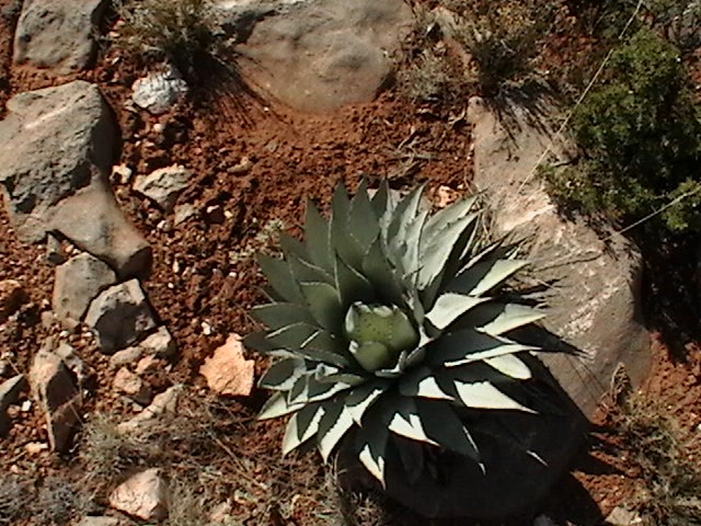 [05_plant3bb%255B4%255D.jpg]