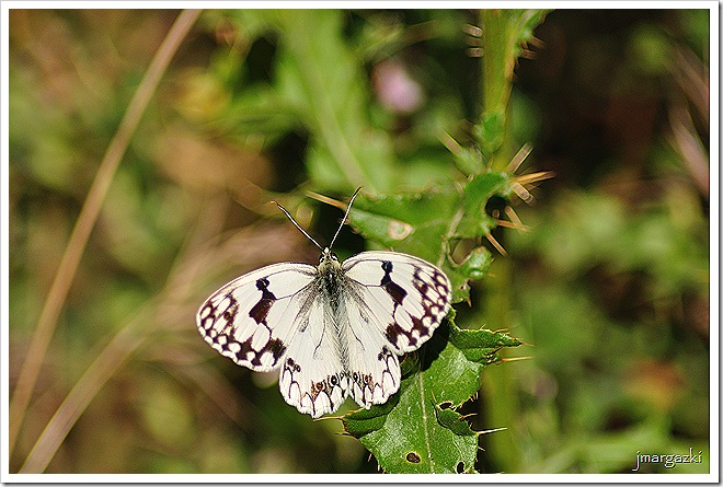 DSC_0688 DSC_0688