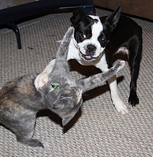 While tough to isolate and quantify, human subjects who witness simultaneous cross-species silliness are predicted to score higher on measures of silliness when compared to those who witness single species silliness alone. While tough to isolate and quantify, human subjects who witness simultaneous cross-species silliness are predicted to score higher on measures of silliness when compared to those who witness single species silliness alone.