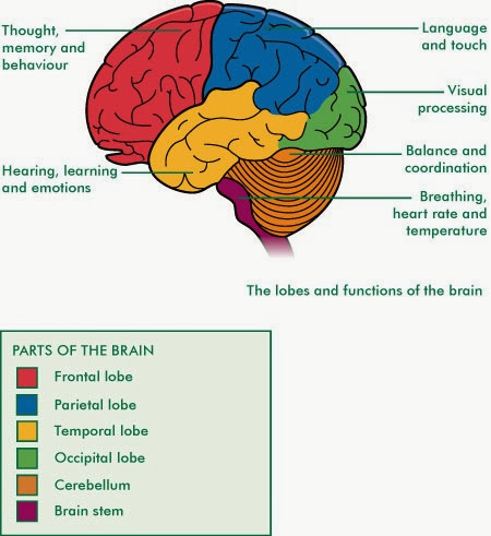 Cerebrum Function