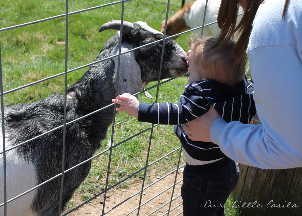 [goat2%255B3%255D.jpg]