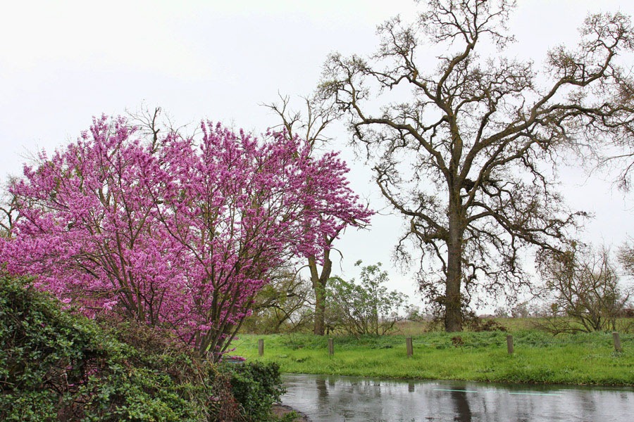 [120313_Cercis-occidentalis_01%255B6%255D.jpg]