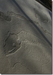 buffalo_panel2