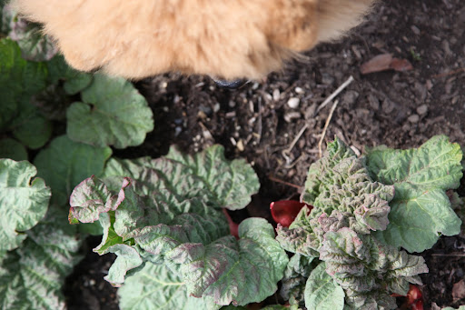 The rhubarb is also growing nicely, but I've heard you're not supposed to eat the leaves.