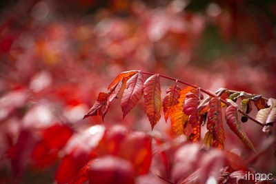 IMG_0498 IMG_0498