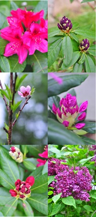 [flowers_may%255B3%255D.jpg]