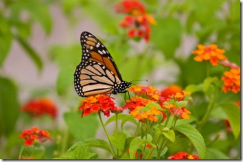 butterfly-garden-2_monarch-butterfly-in-garden_s600x600
