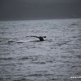 Baleias no Tracy Arm - Juneau, Alaska, EUA