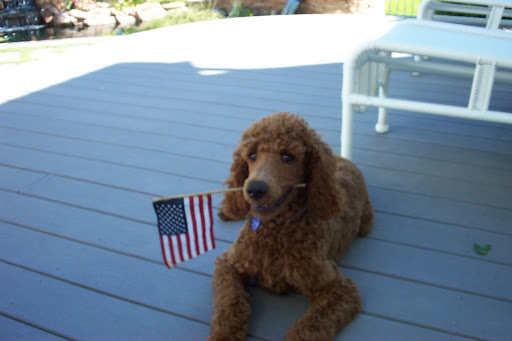 Karen M.'s poodle, Rufus, is quite the patriotic pup!