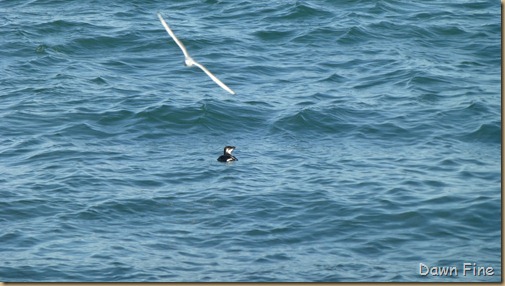 North Beach_086