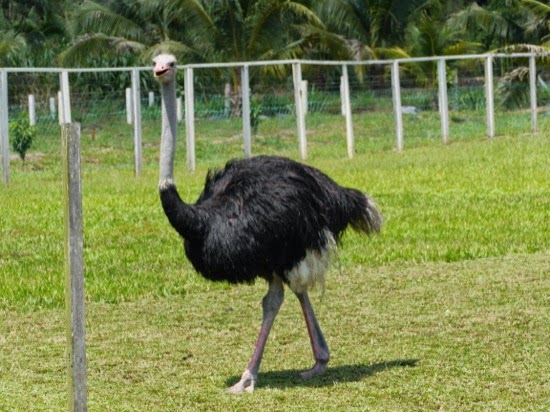 P1130950.jpg UK Farms - There are also ostriches on the farm