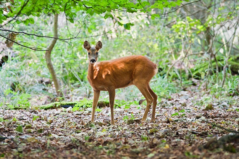 Roe Deer