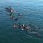 Harbor seals