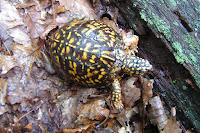 054 - Eastern Box Turtle.JPG Photo