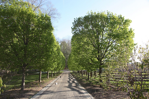 The allee of linden is really looking stunning.