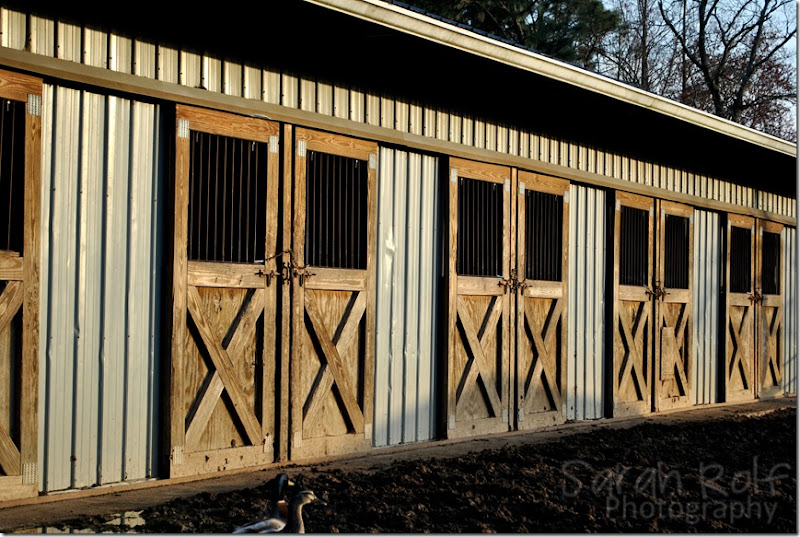 horse-stalls