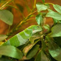 Fiji Banded Iguana