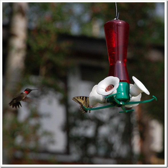 Hummingbird 3