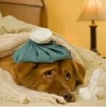 cachorro resfriado