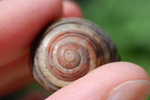 [snail2.jpg]