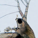 Daphnia or Water Flea