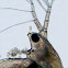Daphnia or Water Flea