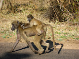 A baboon child hitching a ride! Transition to Madagascar - 062.jpg