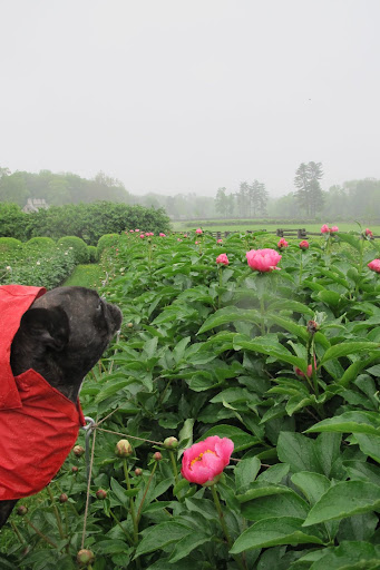 So, if you can hear me up there - rain, rain, go away!!!